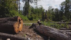 How Our Tree Care Process Works  in  French Camp, CA