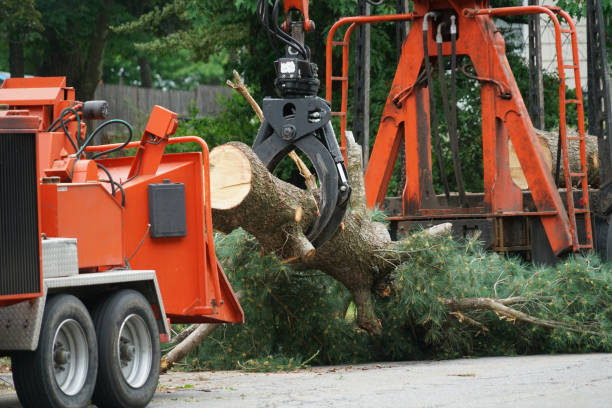 Best Root Management and Removal  in French Mp, CA